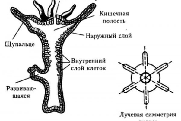 Onion сайт кракен