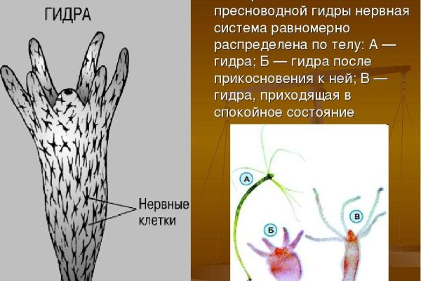 Кракен даркнет только через торг