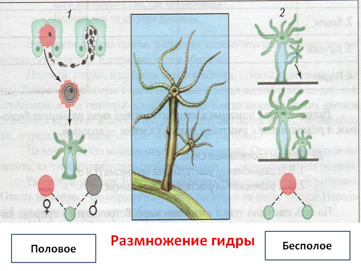 Kraken 2025 ссылка